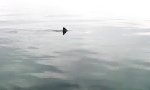 2 Sharks, 1 Dolphin