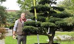 Japanischer Bonsai für den “kleinen” Geldbeutel