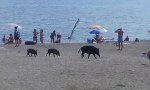 Familie Sau besucht den Strand