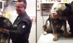 Taffer italienischer Polizeihund...