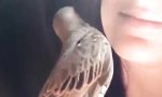 Funny Video : Der Hals/Nasen/Ohren-Vogel