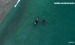 Orca-Familie schwimmt ein Stückchen mit