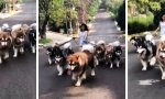 Movie : Ein Rudel Alaskan Malamute läuft um den Block