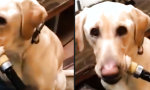Lustiges Video : Next Level Jagdhund?