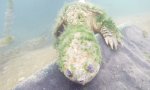 Uralte Schnappschildkröte sagt Hallo