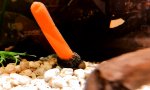 Funny Video : Seeschnecke und ihr Möhrchen