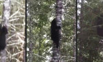 Lustiges Video - Guter Tipp: Wenn dich ein Bär verfolgt, kletter auf einen Baum...