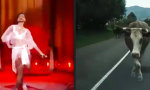 Lustiges Video : Moment... war da ein Schnitt?