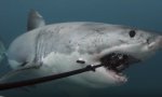 Geile neue 360°-Kamera mit Haien testen