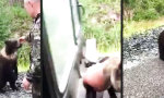 Funny Video : Mal eben das Bären-Junge streicheln