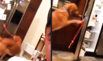 Movie : Good Boy!
