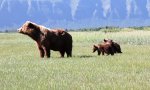 Funny Video - Grizzly-Mama checkt die Lage