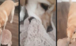 Movie : Nicht ohne meinen Teddy!