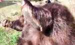 Movie : Belly Rubs für den Kuschelbär