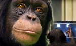 Lustiges Video : Wer ist hier der schlauste Affe?