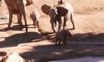 Funny Video : Erziehungs-Kick