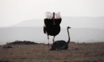 Ostrich Mating Dance