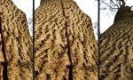 Lustiges Video : Der atmende Baum