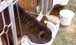 Funny Video - Wenn dir beim Trinken einer einen Witz erzählt