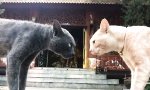 Lustiges Video - Katzen Stare-Down