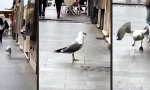 Funny Video : Wer braucht schon Katzen?