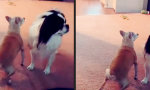 Lustiges Video - Hey, schau her! Ich kann twerken!