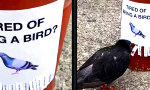 Movie : Ist schon ein Hundeleben als Taube
