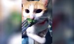 Movie : Die Katze und der Broccoli