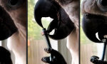 Lustiges Video - Handwerker mit geschickter Zunge