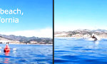 Funny Video : Wenn der Buckelwal dich zum Fressen gern hat