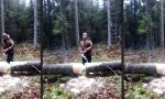 Aufricht-Arbeit beim Forst