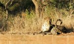 Leopard im Pilzrausch