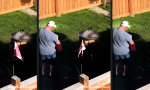 Lustiges Video : Oh my gawd, the lawn is on fire!