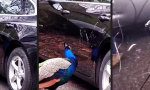 Lustiges Video : Vandalismus im schicken Federkleid