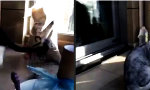 Funny Video : Miezen Gang-War