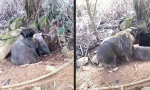 Kleine Wombat Familie