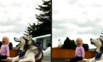Funny Video : Wer schreit am schönsten?!