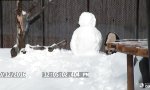 Panda vs Schneepanda