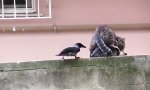 Movie : Katzenliebe verboten