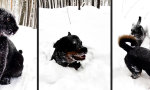 Movie : Schneepanther und Schneerottweiler