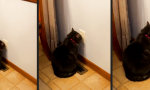 Movie : Electro-Cat Recharging