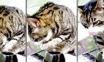 Funny Video - Uns`re neue Katze