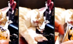 Funny Video : Katze verklappen