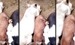 Lustiges Video : Der innere Schweinehund