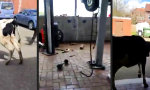 Funny Video : Schnacks vom Lande