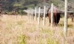 Funny Video : Schlau ausgelauert
