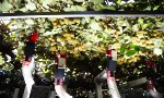 Lustiges Video : Die Kiwi-Kibbler