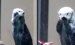 Funny Video - Ach Gott. So schlimm?