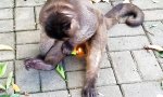 Funny Video : Heiss und lecker