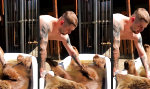 Lustiges Video : Der Bär färbt ab